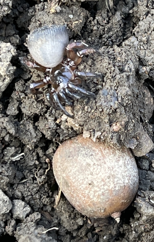 Ravine Trapdoor Spider from Bresslyn Rd, Nashville, TN, US on March 30 ...