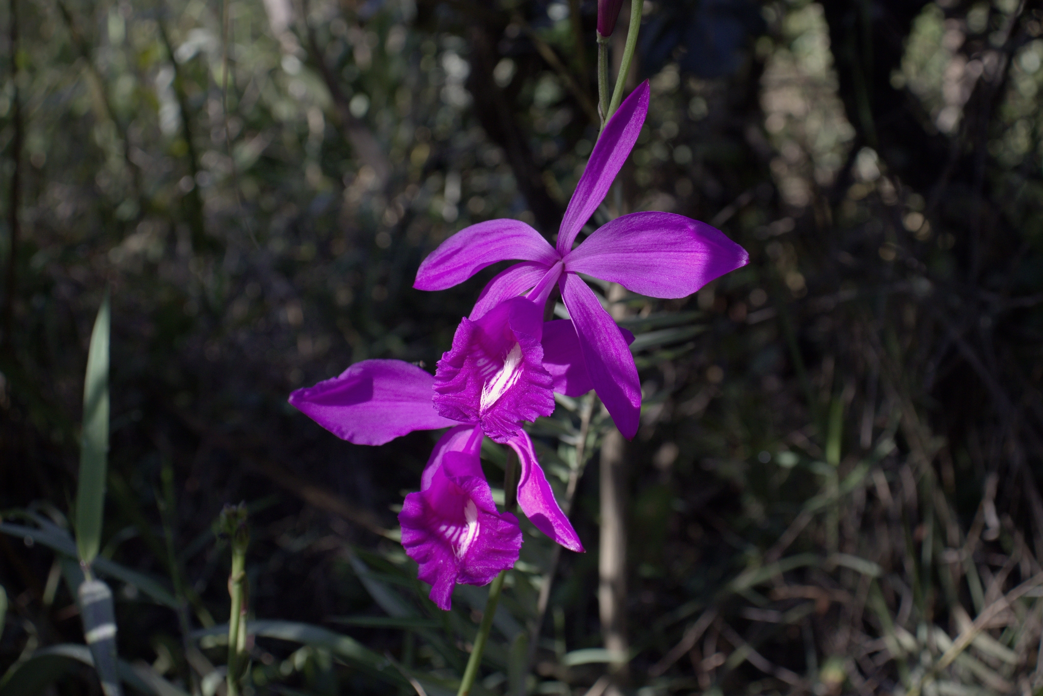 Imagem de Orquídea-do-brejo