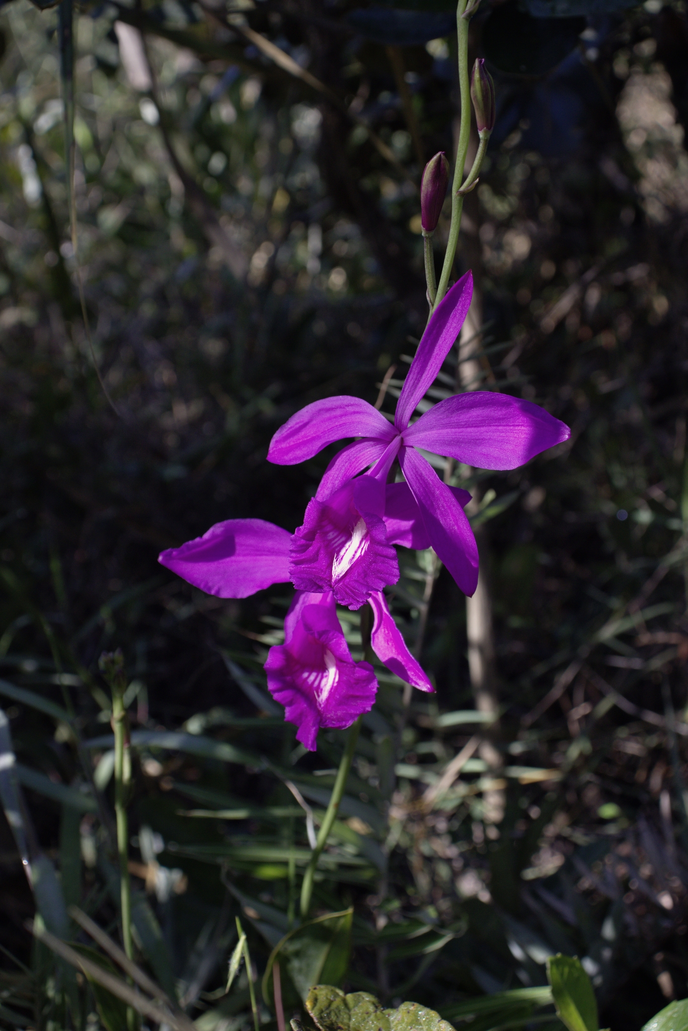 Imagem de Orquídea-do-brejo