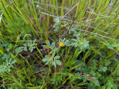 Image of Acmispon wrangelianus by no rights reserved