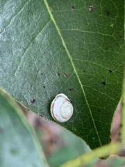 Praticolella griseola