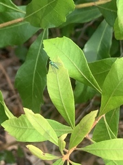 Condylostylus pruinosus