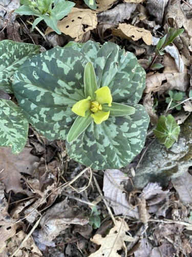 Trillium luteum