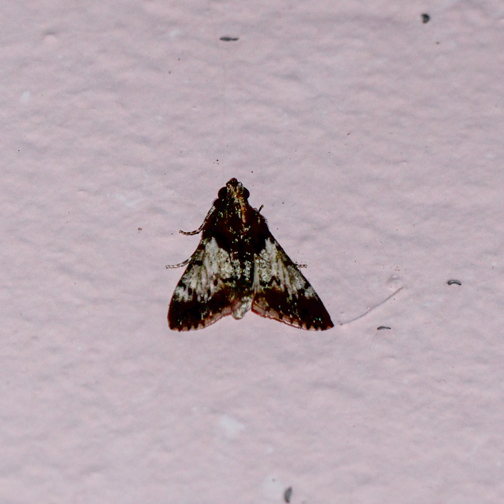 Mahogany Webworm Moth