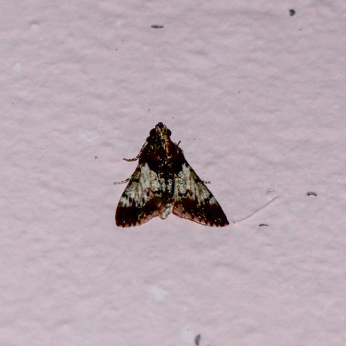 Mahogany Webworm Moth