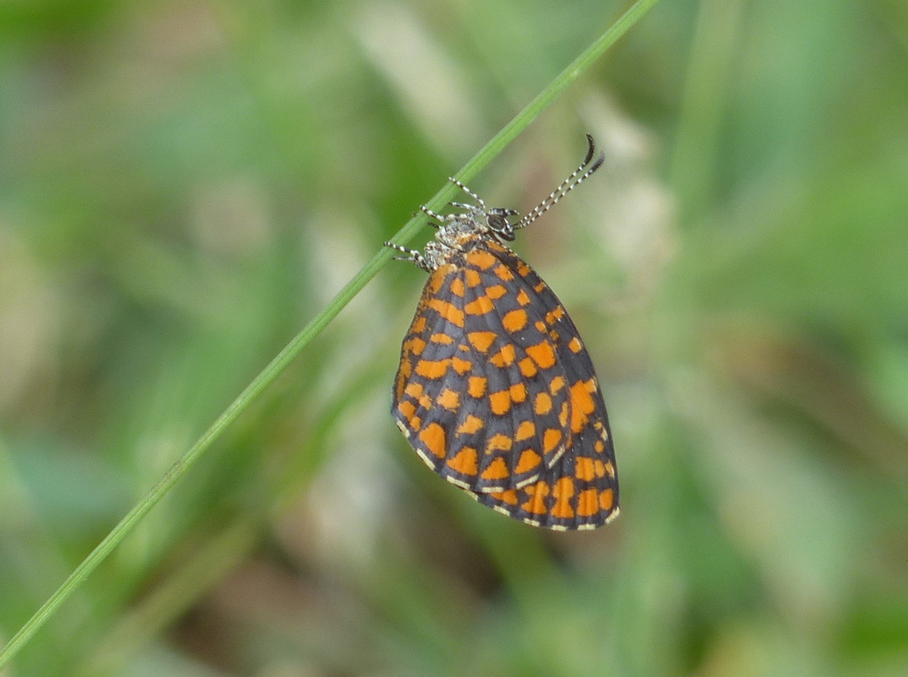 Baliochila hildegarda