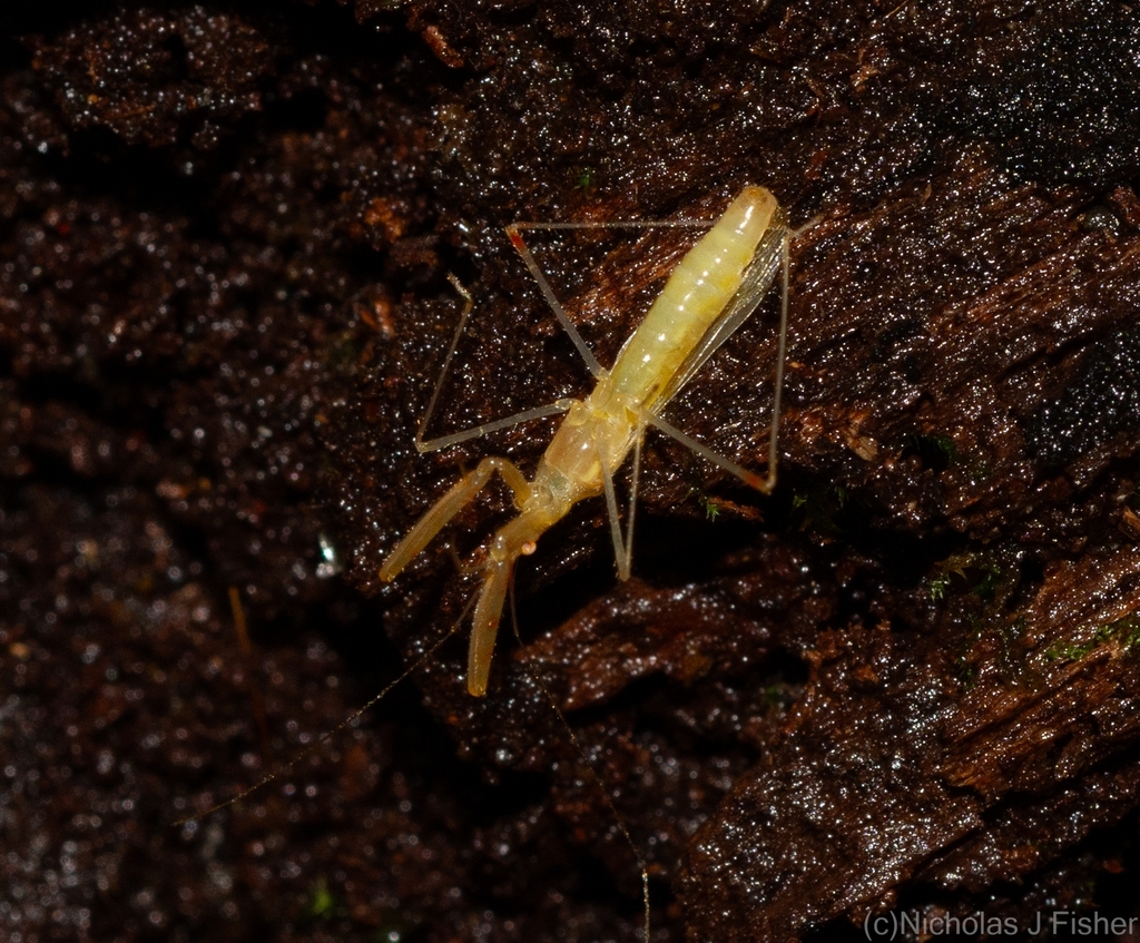 Gorpis from Tamborine Mountain QLD 4272, Australia on March 18, 2024 at ...