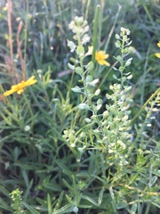 Lepidium austrinum