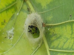 Arachnida