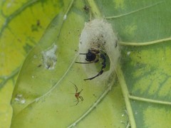 Arachnida