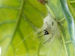 Arachnida