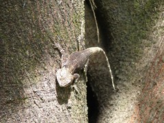 Acanthocercus atricollis
