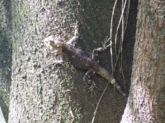 Acanthocercus atricollis