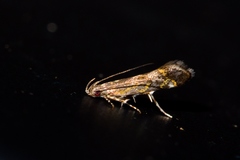 Anacampsis