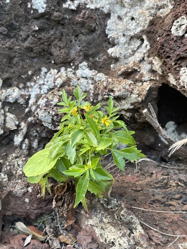 Bidens hillebrandiana ssp. polycephala
