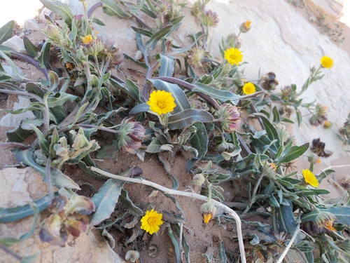 Calendula tripterocarpa
