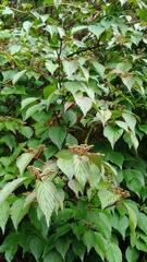 Viburnum betulifolium