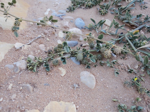 tattered medick