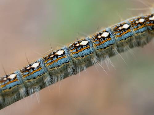 Forest tent caterpillar moth