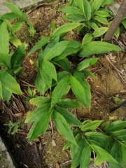 Dichanthelium latifolium