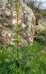 Scrophularia rubricaulis