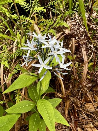 Louisiana bluestar (Amsonia ludoviciana)