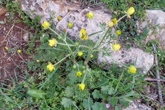 Ranunculus millefolius