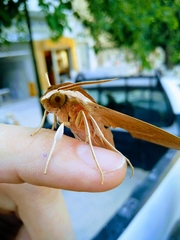 Theretra alecto