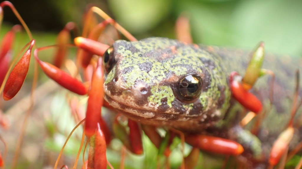 Crested and Marbled Newts