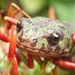 Crested and Marbled Newts - Photo (c) Mateus Godinho, some rights reserved (CC BY-NC), uploaded by Mateus Godinho