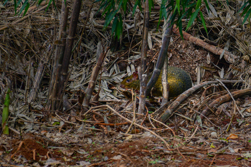 Azara's Agouti
