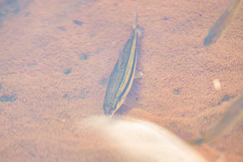 Characin (Leporinus striatus) — Anostomidae — 5