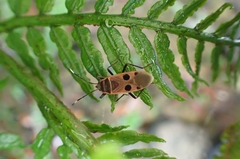Physopelta quadriguttata