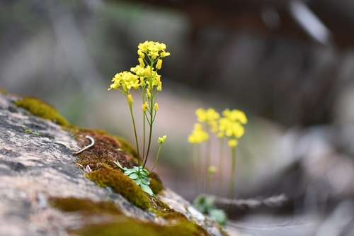 Image of Draba zionensis by (c) Darrin Gobble, some rights reserved (CC BY)