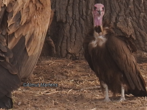 Hooded Vulture