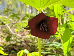 Trillium vaseyi