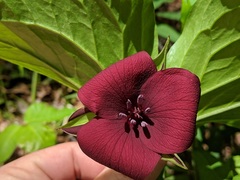 Trillium vaseyi