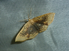 Cyclophora albiocellaria