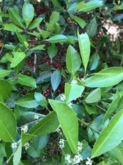 Ilex opaca image