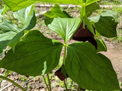 Trillium vaseyi