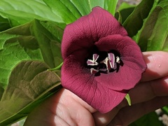 Trillium vaseyi