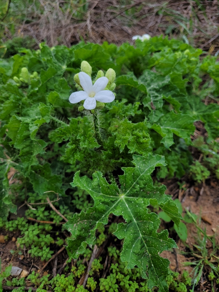 Texas Bull Nettle From Sealy, Tx 77474, Usa On March 16, 2024 At 10:32 