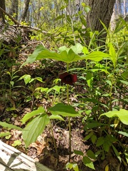 Trillium vaseyi