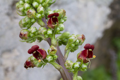 Scrophularia rubricaulis