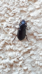 Harpalus
