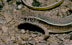 Gerrhosaurus flavigularis