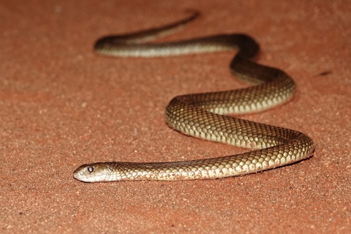 Mulga Snake sighting