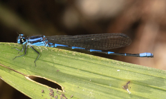 Argia oculata image