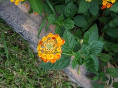 Lantana