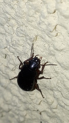 Harpalus